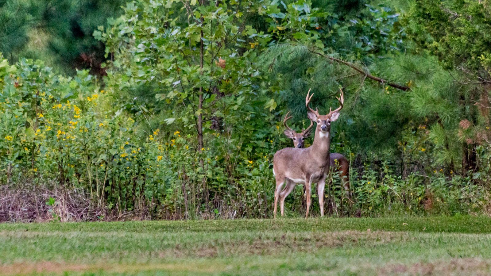 DNR Confirms CWD In Wild Deer In Manitowoc County