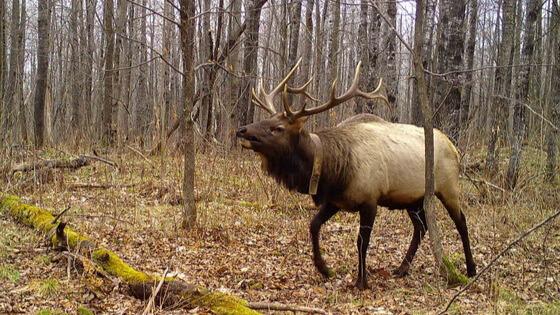 DNR Celebrates Successful 2024 Elk Hunting Season