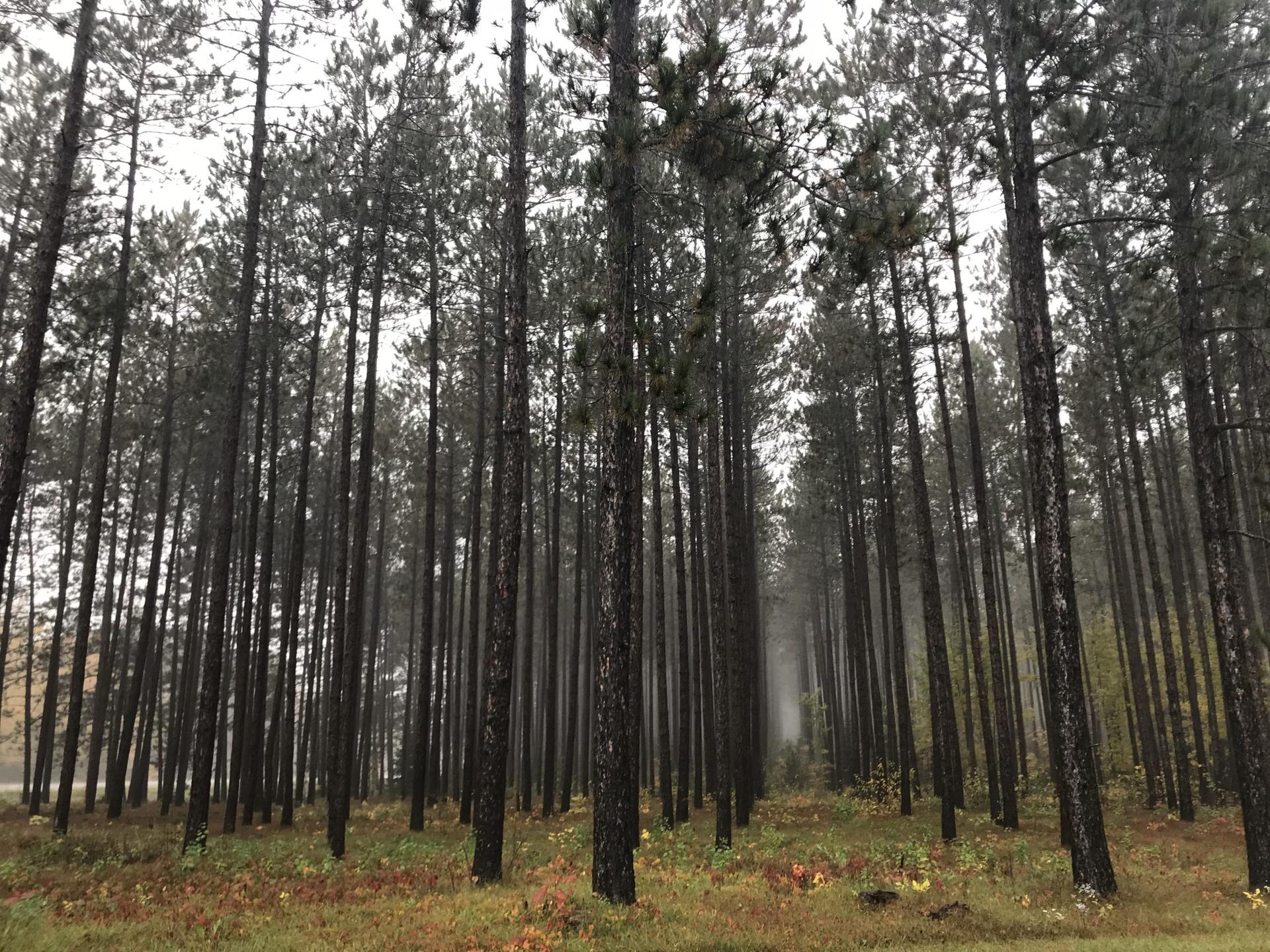 Lawmakers introduce bill to “revitalize” Northwoods forestry