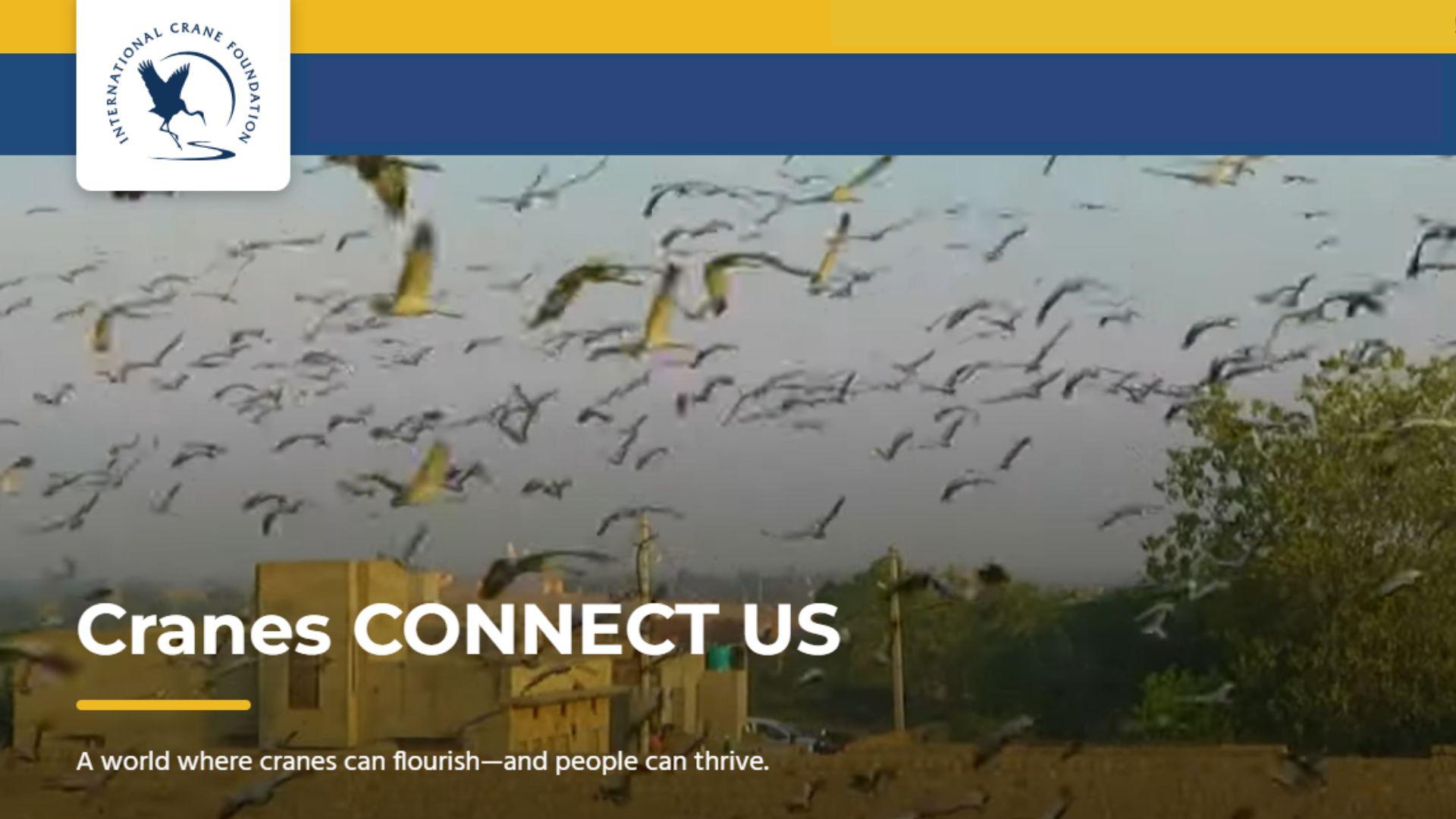 Join a behind-the-scenes look at crane anatomy during Wednesday webinar