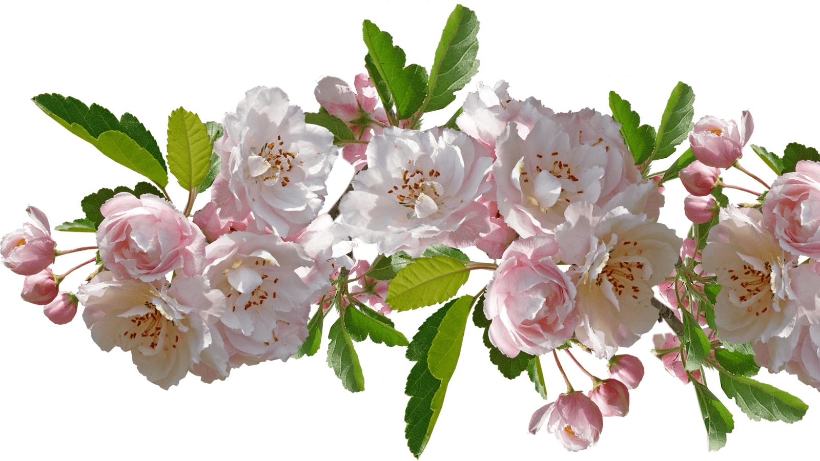 Appleton couple creates legacy with crabapple trees