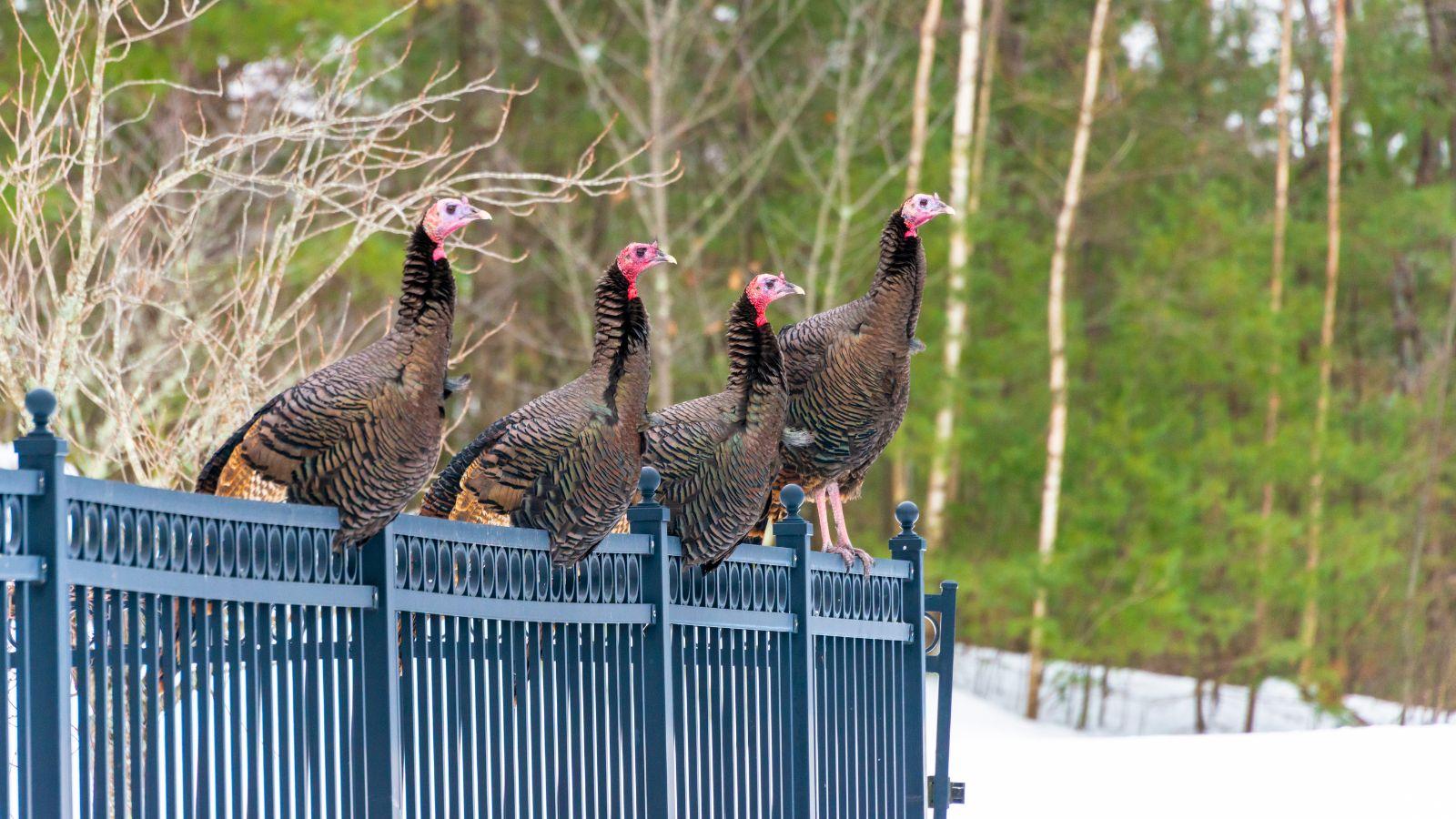 Eau Claire Working With USDA to Relocate Troublesome Turkeys