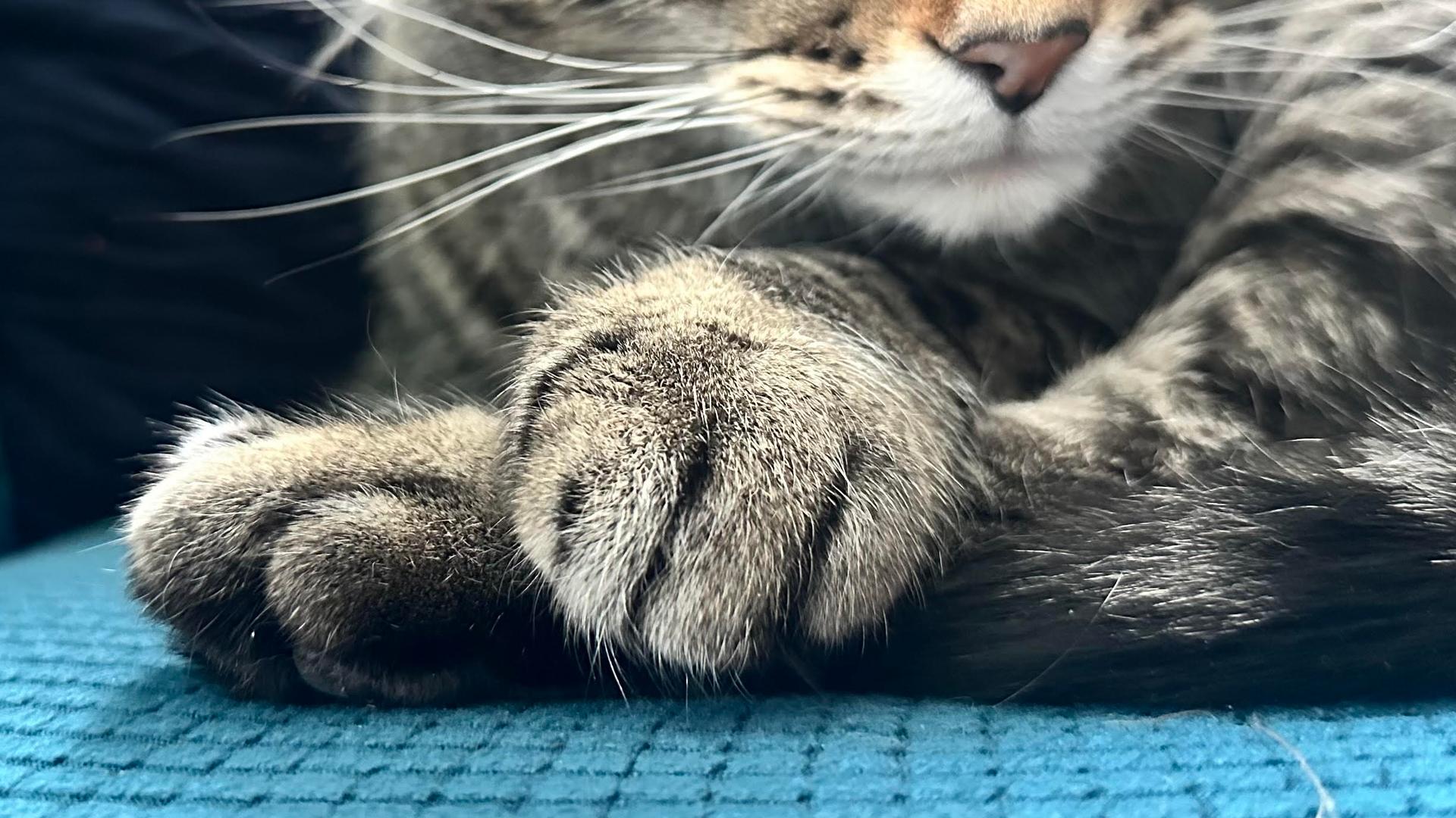 Madison alders pass ordinance barring pet stores from selling cats and dogs